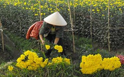 Mê Linh: Chỉ nuôi cá, trồng hoa... nông dân cũng có nửa tỷ mỗi năm