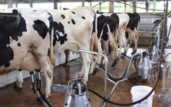 Cục Chăn nuôi: Đủ sữa tươi nguyên liệu cho sữa học đường