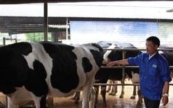 Triển khai chương trình sữa học đường: Cần mở rộng quy mô đàn bò