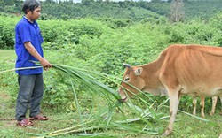 Kon Tum: Chuyện đuổi  “giặc” nghèo ở Đăk Hà