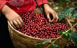 Giá nông sản hôm nay 24/10: Giá cà phê giảm 3 ngày liên tiếp, giá tiêu tăng nhẹ 1.000 đồng/kg