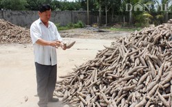 Giá mì tăng cao, nông dân "liều mình" với dịch khảm lá