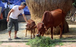 Bò ngoại về Việt Nam: Ngành chăn nuôi nội địa phải giảm giá thành