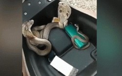 SỐC: Bật cốp xe ga thấy 3 con rắn hổ mang kịch độc đang ngóc đầu