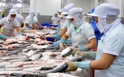 Thời kì "hoàng kim" để xuất khẩu cá tra vào Mỹ, Trung Quốc, EU