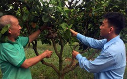 Bình Phước: Hỗ trợ nông dân  làm xanh lại "cây tỷ đô"