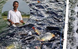 Giữa đất Hà thành: "Đào" sông trong ao nuôi cá dày đặc kiểu Mỹ