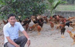"Học mót" nuôi gà lai thả vườn “đẻ” 100 triệu đồng/năm