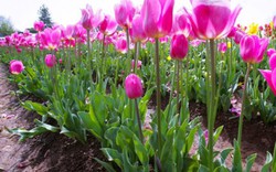 “Lạc lối” giữa nông trại hoa tulip ở Úc
