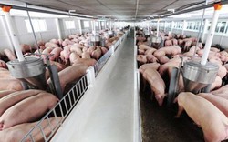 Giá heo hơi hôm nay 27/10: Sau 2 tuần người nuôi mất gần 10 triệu/tấn lợn hơi