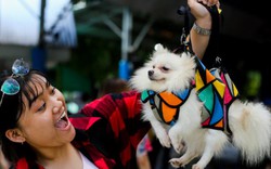 Ảnh: Hàng trăm chú cún tranh tài trong ngày hội thú cưng ở TP.HCM