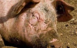 Bỏ lợn nuôi loài "nhan nhản" ở Việt Nam, lãi ròng hơn nửa triệu/kg