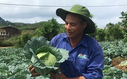 Làm giàu ở nông thôn: Có của ăn của để nhờ trồng cải bắp trên đất dốc