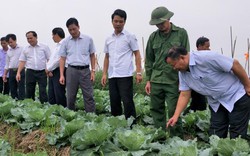 Ninh Bình: Nông dân thu lợi kép  nhờ làm nông sản an toàn