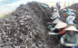 Trung Quốc ngừng mua khoai lang, Vĩnh Long "cầu cứu" Bộ Nông nghiệp