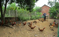Quảng Nam: Xây dựng đặc sản gà tre đèo Le thành sản phẩm OCOP