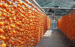 Nông nghiệp 4.0: Sấy hồng Đà Lạt  theo công nghệ chuẩn Hàn Quốc