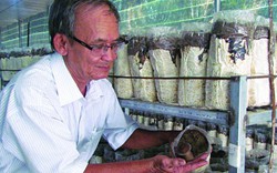 Tây Ninh: Trồng được nấm quý, dân muốn ăn cũng nhẹ tiền mua