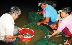 An Giang: Lênh đênh theo con "cá chạy", nếu trúng cá lớn kiếm tiền triệu