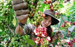 Giá nông sản hôm nay 31/10: Giá cà phê vẫn “hụt hơi”, giá tiêu tiếp đà tăng trưởng