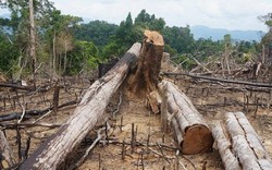 Quảng Nam: Xét xử “người nghèo” trong vụ phá rừng phòng hộ Tiên Lãnh