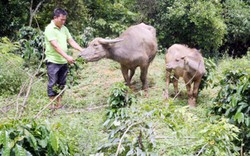 Nơi "khỉ ho cò gáy", dân khấm khá lên nhờ chăn nuôi trâu, bò sinh sản