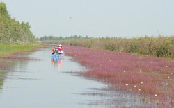 Tràm Chim có sếu đầu đỏ, giờ có cả kênh hoa lạ, tím ngỡ ngàng