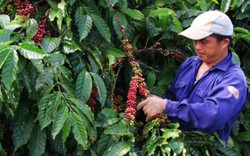 Giá nông sản hôm nay 2/11: Giá cà phê chấm dứt “màn” tụt giảm, đến lượt giá tiêu biến động