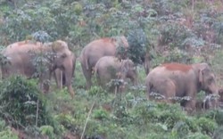 Nghệ An: Xuất hiện đàn voi rừng 4 con phá nát vườn cây nhà dân