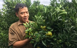 Cảnh nhà dư dả nhờ trồng 340 gốc cam Canh quả sai "phát hờn"