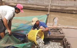 An Giang: Đón mùa cá ra đồng, “hốt hụi chót”, bắt 150-200 ký/ngày