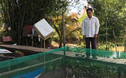 An Giang: Lai rai kiếm tiền tiêu nhờ làm vèo nuôi ếch trên sông
