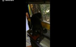 Chó lên xe buýt một mình, theo sát xe tải chở chủ nhân