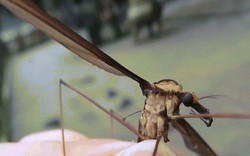Ghê rợn loài muỗi khổng lồ với sải cánh bằng bàn tay người lớn