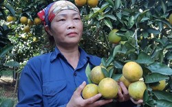 Mùa vàng "thủ phủ" cam Cao Phong: Nông dân thu vàng từ trái vàng