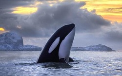 Nga: Hơn 100 cá voi bị nhốt bí mật chờ bán cho TQ