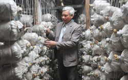 "Vua” nấm Ninh Bình áp dụng CNC vào sản xuất thu trăm tỷ từ nấm sạch