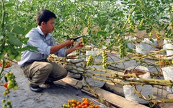 Nông dân Việt “nhọc nhằn” qua cửa CPTPP