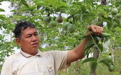 Làm vườn treo "ngọc xanh" nơi heo hút, lão nông người Thái sống khỏe