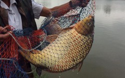 Nín thở: Cao thủ giật cùng lúc 4 cần câu cá chép trên sông Đồng Nai