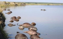 Video: Chạy trốn sư tử, hơn 400 con trâu chết bi thảm dưới sông
