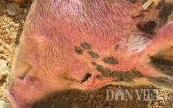 Lợn nôn ra máu rồi chết ở Lạng Sơn là bệnh thông thường