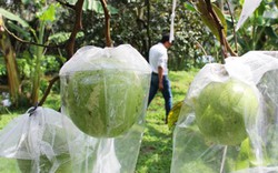 Anh Bình Tiền Giang "mặc áo" cho vú sữa Lò Rèn đi Mỹ