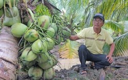 Làm du lịch vườn nhờ trồng dừa thơm mùi lá dứa, trái sát đất