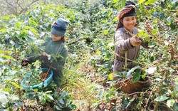 Mùa thu hoạch cà phê Sơn La, được bao nhiêu thương lái "khuân" hết