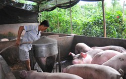 Giá heo hơi mới nhất 12/11: Nhà nông sốt ruột vì giá lợn hơi chưa ngừng đà giảm