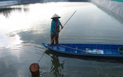 Long An: Cá tra giống chết trắng ao, nông dân trắng đêm "giải cứu"