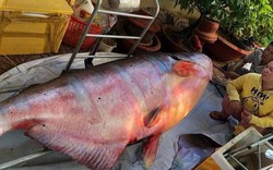Những "thủy quái khổng lồ" từng bị bắt ở sông Mê Kông đưa về Việt Nam