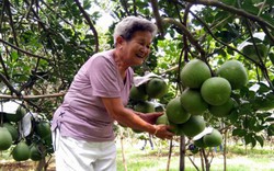 Bỏ lúa trồng cây ăn trái, "một bước lên tiên" bỏ túi cả tỷ đồng