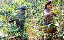 Cà phê Sơn La thơm mùi hoa, ít vị đắng sắp tấn công "chợ" thế giới